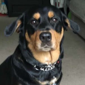 Meet your Posher, Evelyn